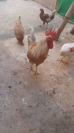 Golden misri trio hens cock