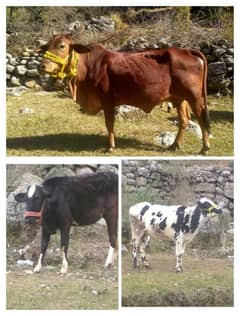 ramzan offer sahiwal Jersey cow five month gaban 2 Jersey frizion cows