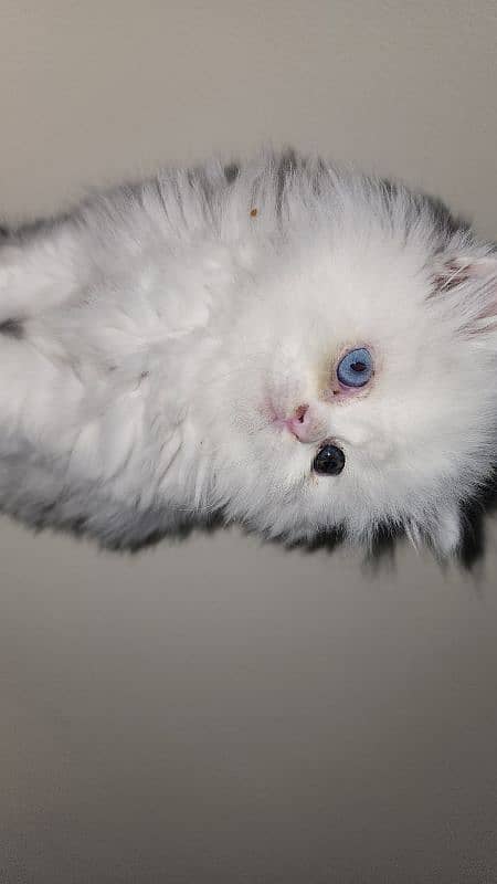 Odd eyes Peke/piki face Full punch Male heavy kitten 1