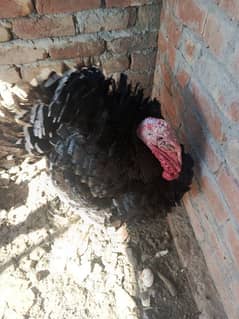 Turkey Male ready for breeding