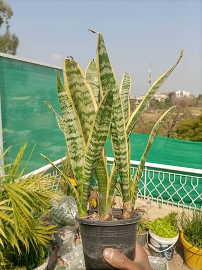 indoor/outdoor Home Decor Snake Plant