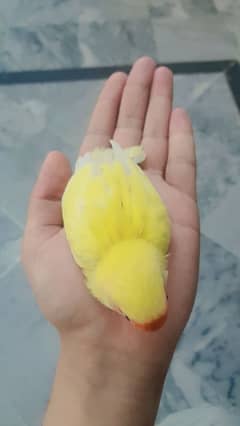 Hand tamed love birds