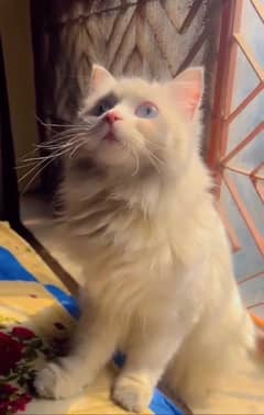 Persian female cat for sale ‪+92 370 4678376‬l