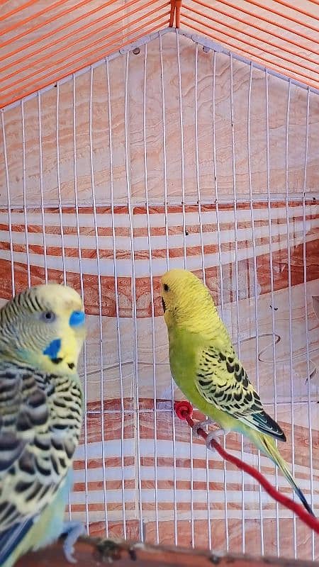 Parrot (budgies) 0