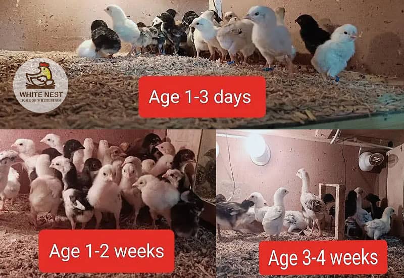 Aseel Chicks of Mianwali, Mushka & Lasani, Age 1-30 days, Fertile Eggs 0