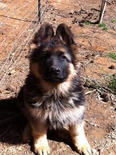 German shepherd Long Coat Male & Female  For Sale 03463649736 WhatsApp