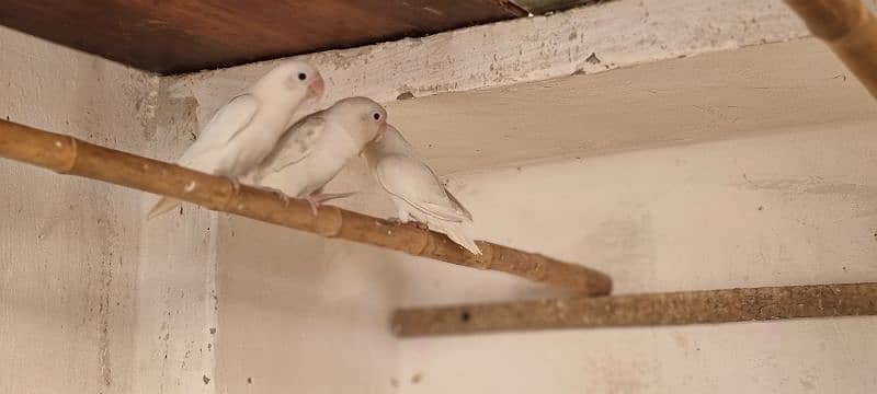 Albino Breader pair 2