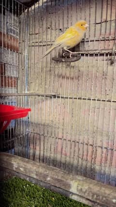 canary