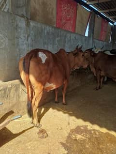 cow for urgent sale vip farm ki Pali hoi meat weight 6 man bachri2dant