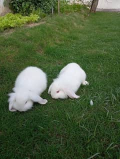 Rabbits Lop Bunnies Pair for Sale