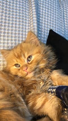 American bob triple layer kitten male