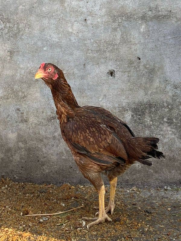 aseel breeder female 5