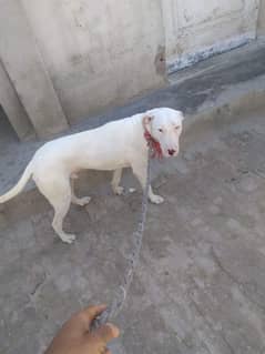 kohatii gultair dog for sale