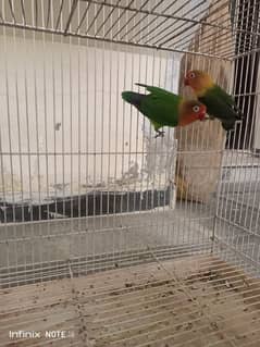 love Birds Breeder Pair for sale (03127040946)