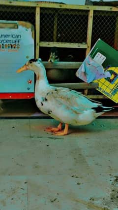 pair of duck