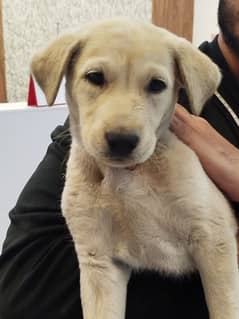 Labrador puppy Golden