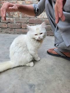 Persian Make kitten