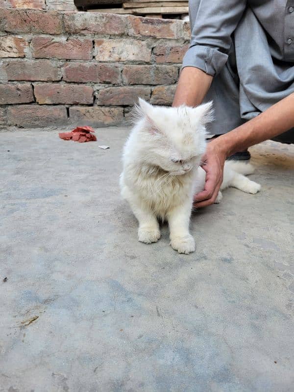 Persian Make kitten 3