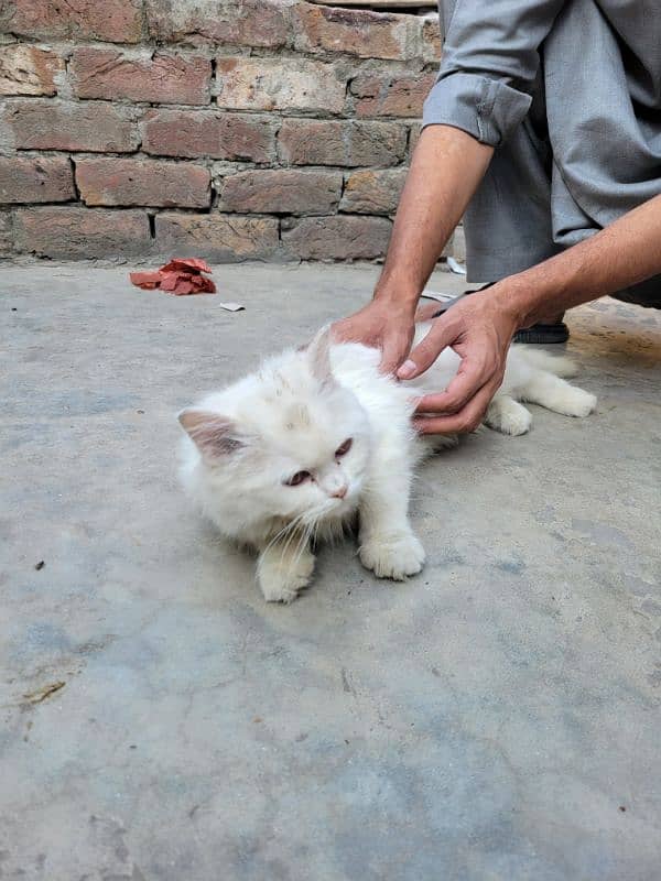 Persian Make kitten 4