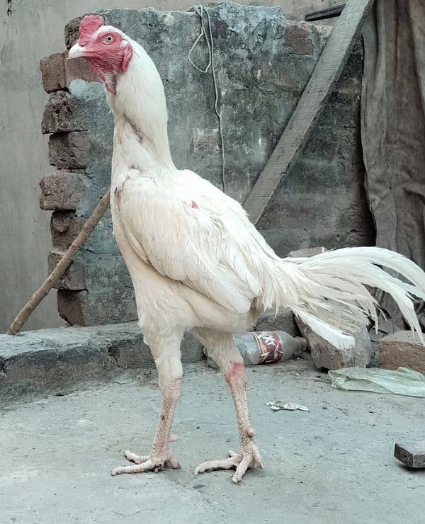 white Heera aseel male 0