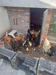 hens,cock