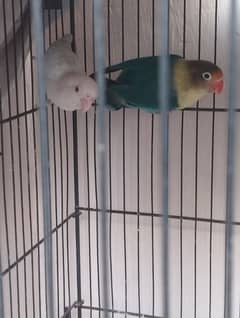 love bird breeder pair