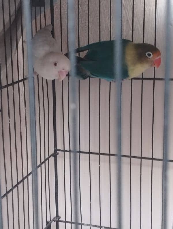 love bird breeder pair 0