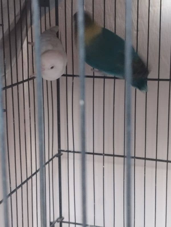 love bird breeder pair 1