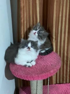 Persian , ragdoll triple coated kittens