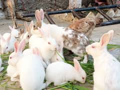 rabbits male and female