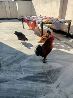 GOLDEN HENS FOR SALE