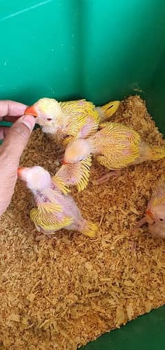 YellOw RinGneCk chicks