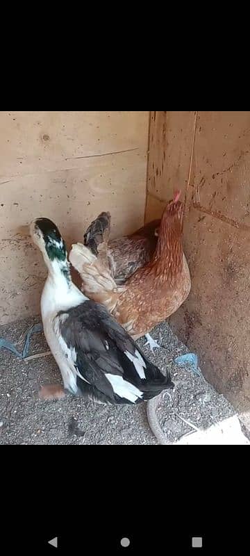 misri hen and duck 3