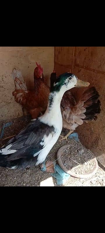 misri hen and duck 6