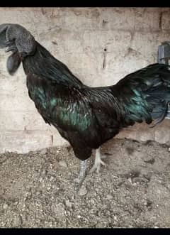 Ayam Cemani 1 Male 3 female's