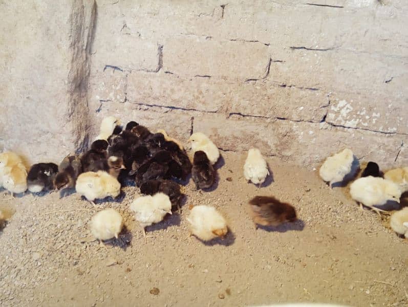 chicks 2