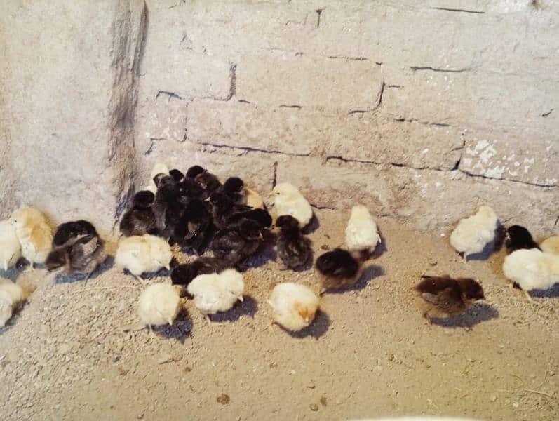 chicks 5