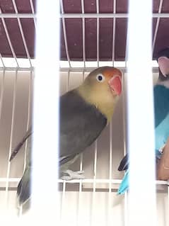 parblue split ino blue personata Cage pinjra