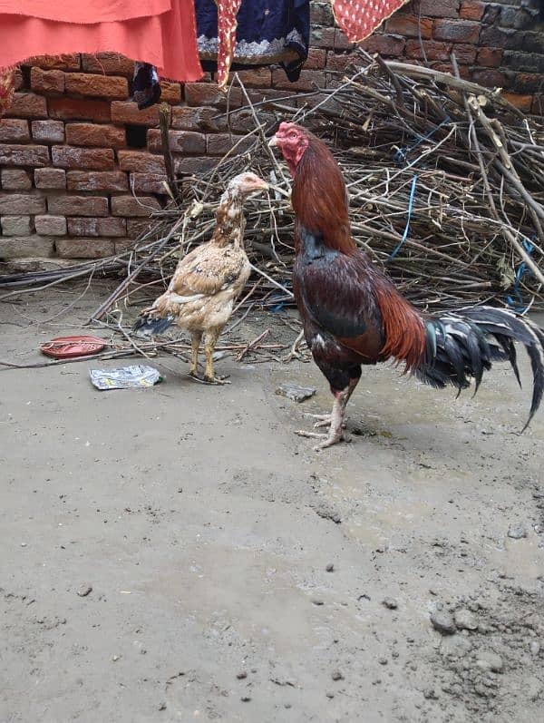 aseel hens available 1