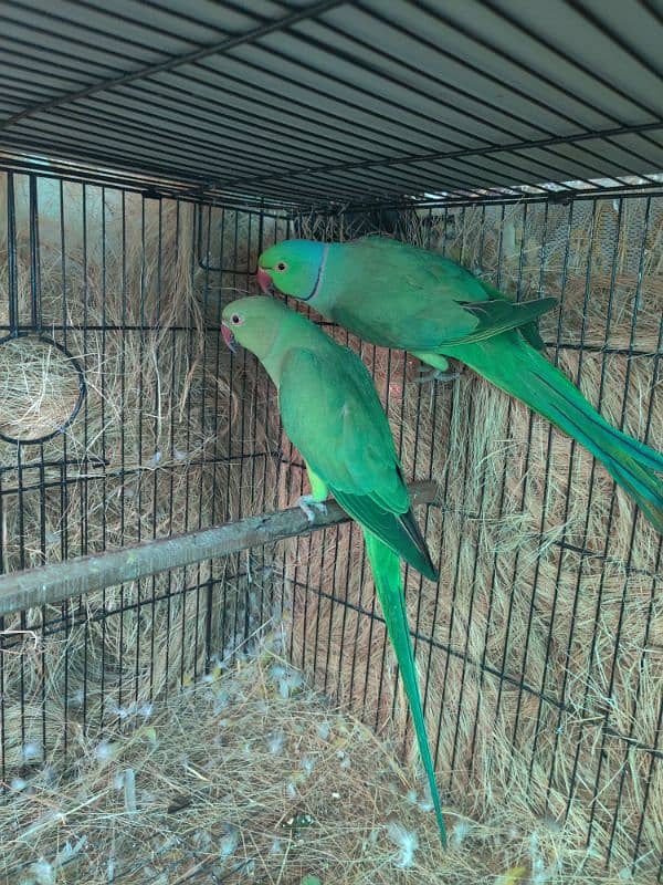 breeder  pair hay 1