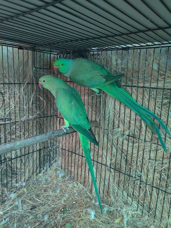 breeder  pair hay 3