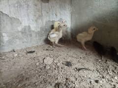 Heera Aseel Chicks