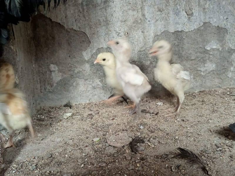 Heera Aseel Chicks 4