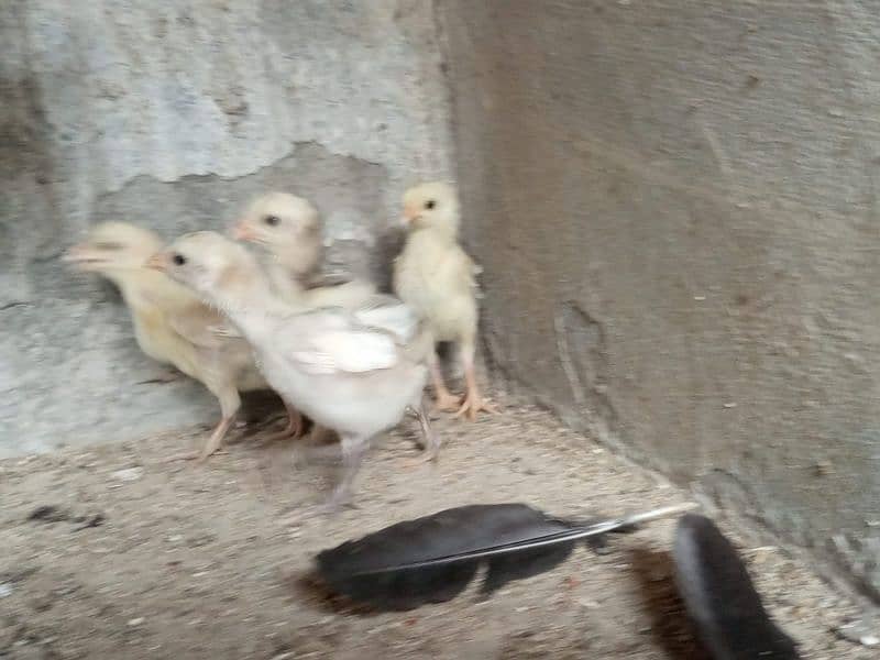 Heera Aseel Chicks 6