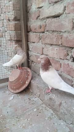 lakha pair