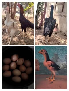 King Shamo Eggs & Chicks