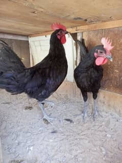 australorp