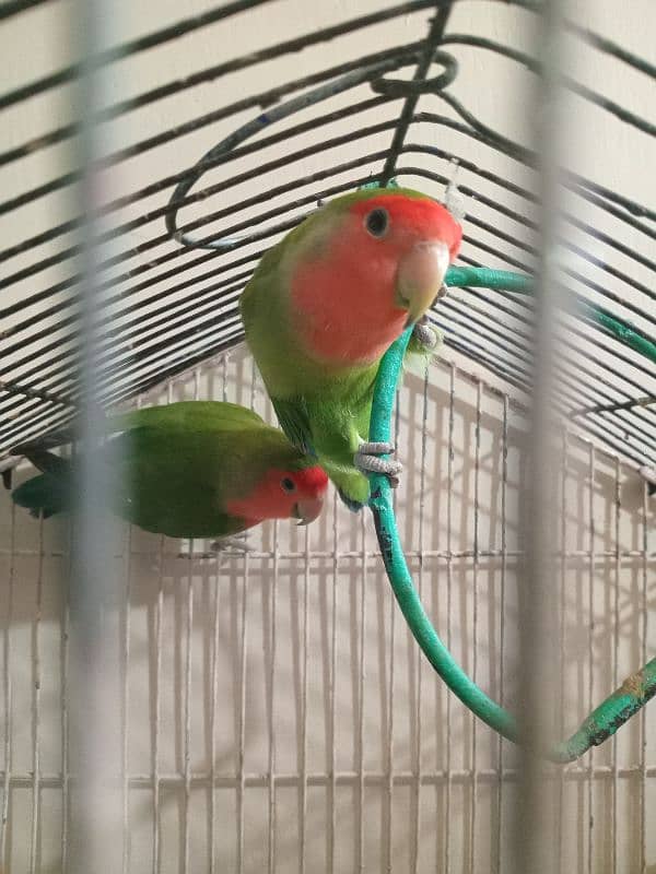 lovebirds breeder pair 0