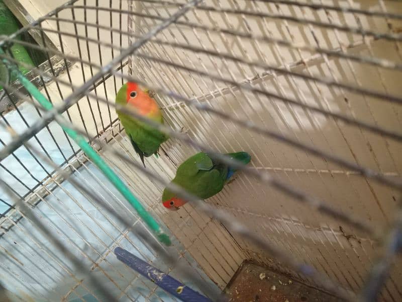 lovebirds breeder pair 3