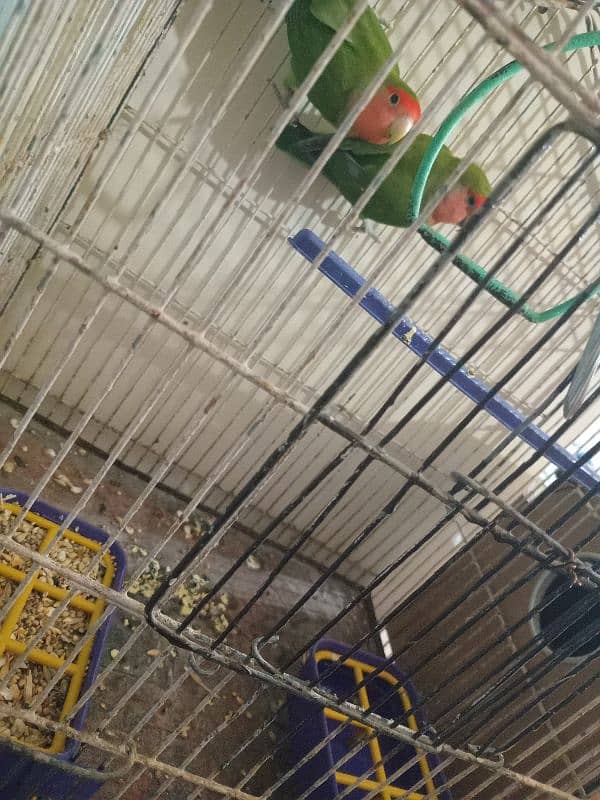 lovebirds breeder pair 4